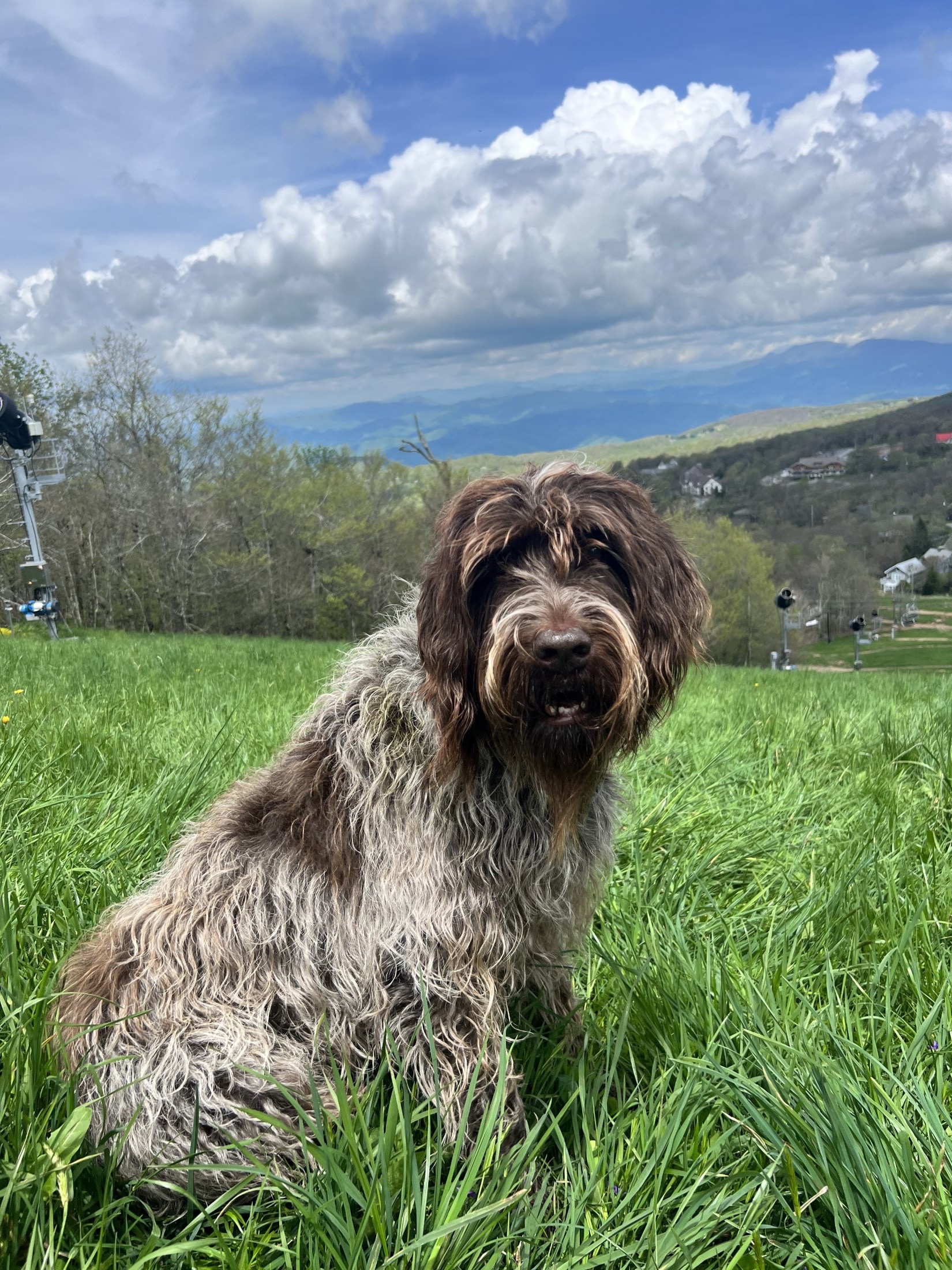 Bingo sitting in a grassy mountain meadow