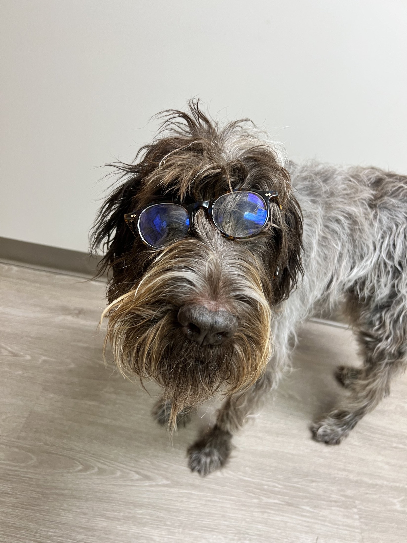 Bingo, the Forsyth Eye Health and Surgery mascot, wearing round glasses in the office