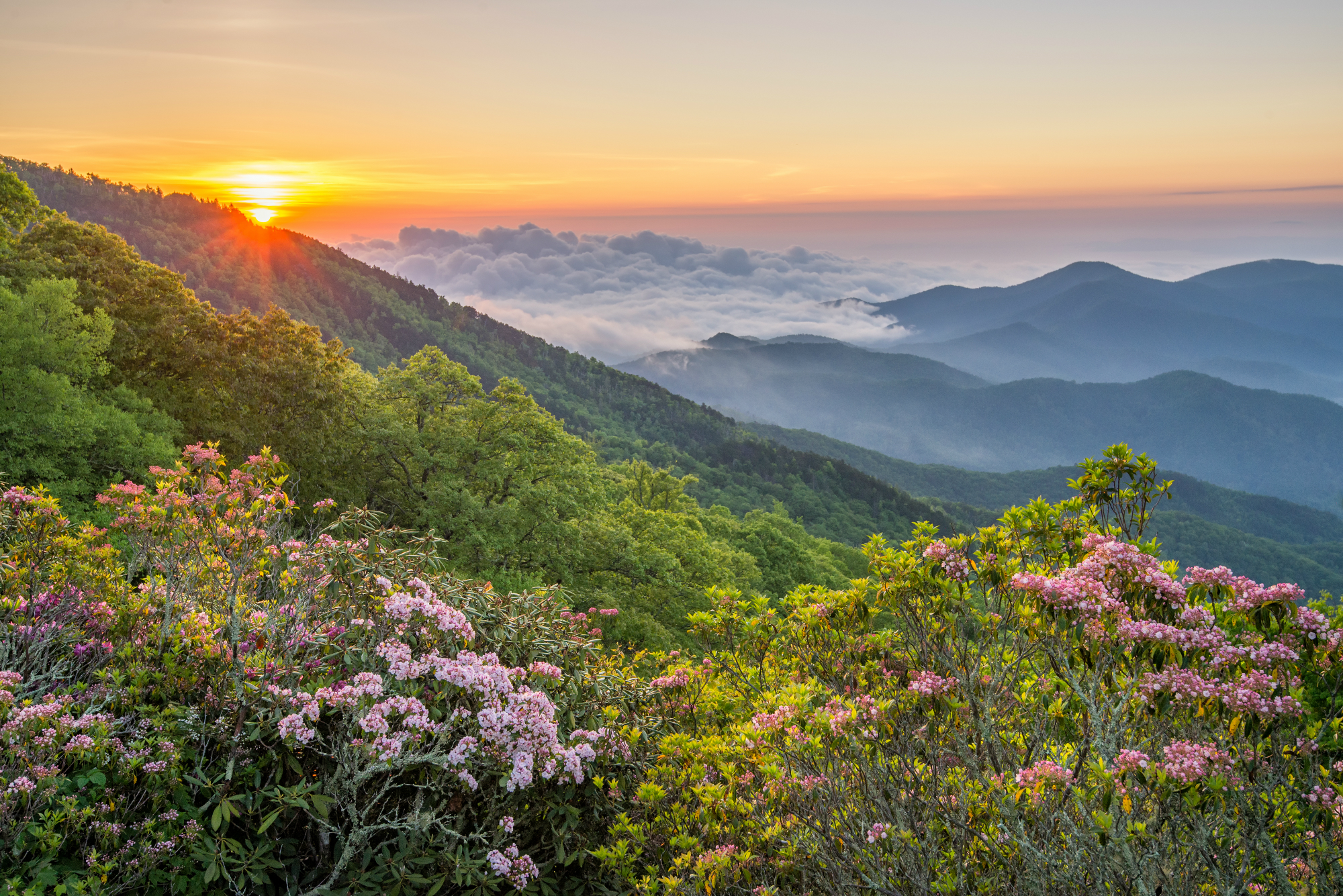 Sunrise over misty mountain ridges with mountain laurel in bloom