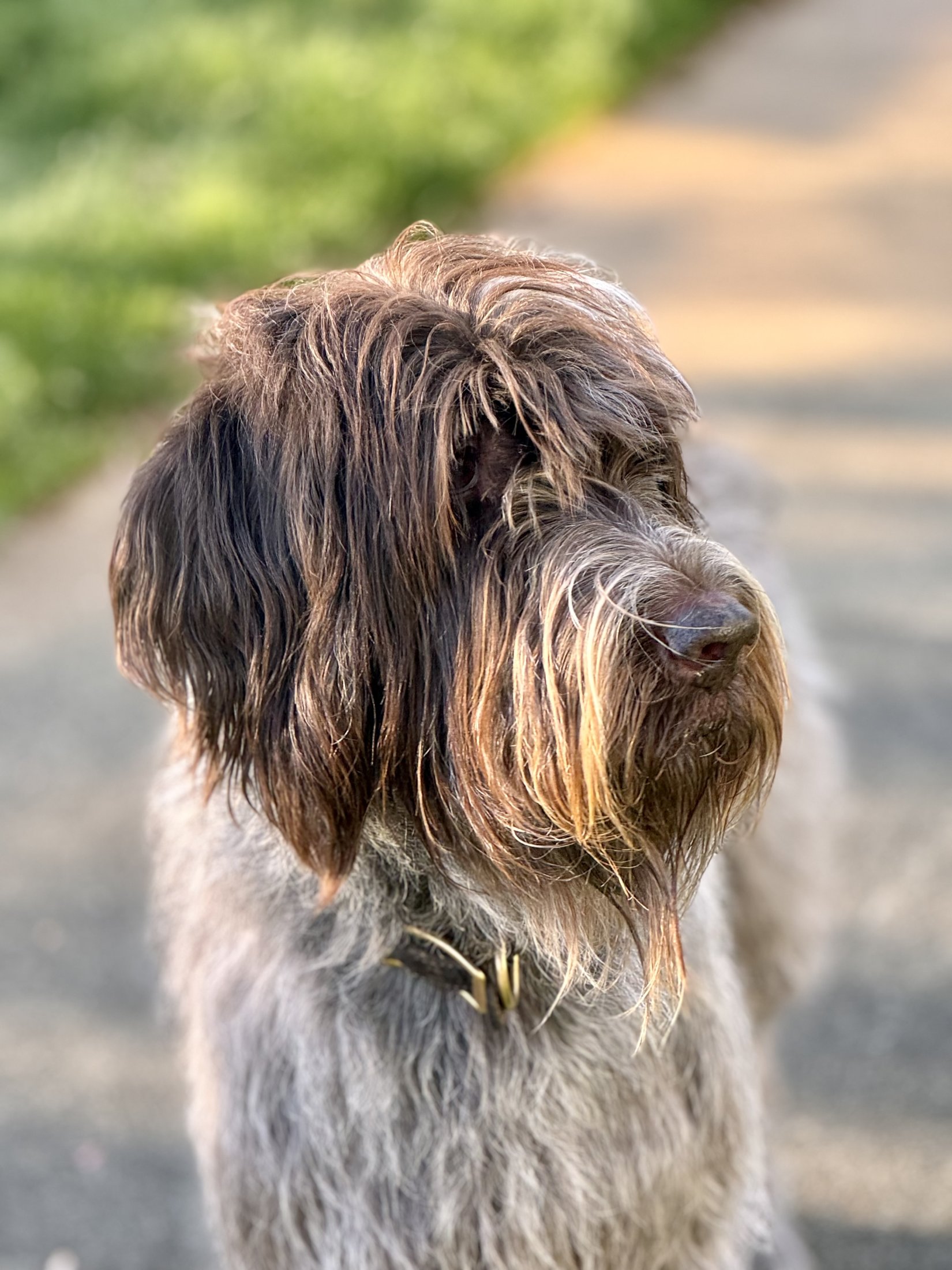 Close-up portrait of Bingo, the practice mascot